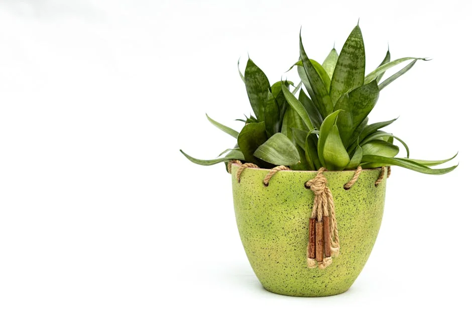 air purifying plants,