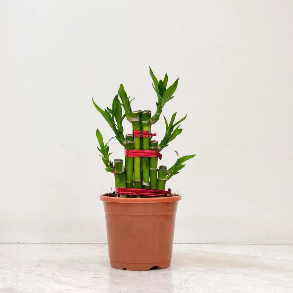Placeholder image, Ad