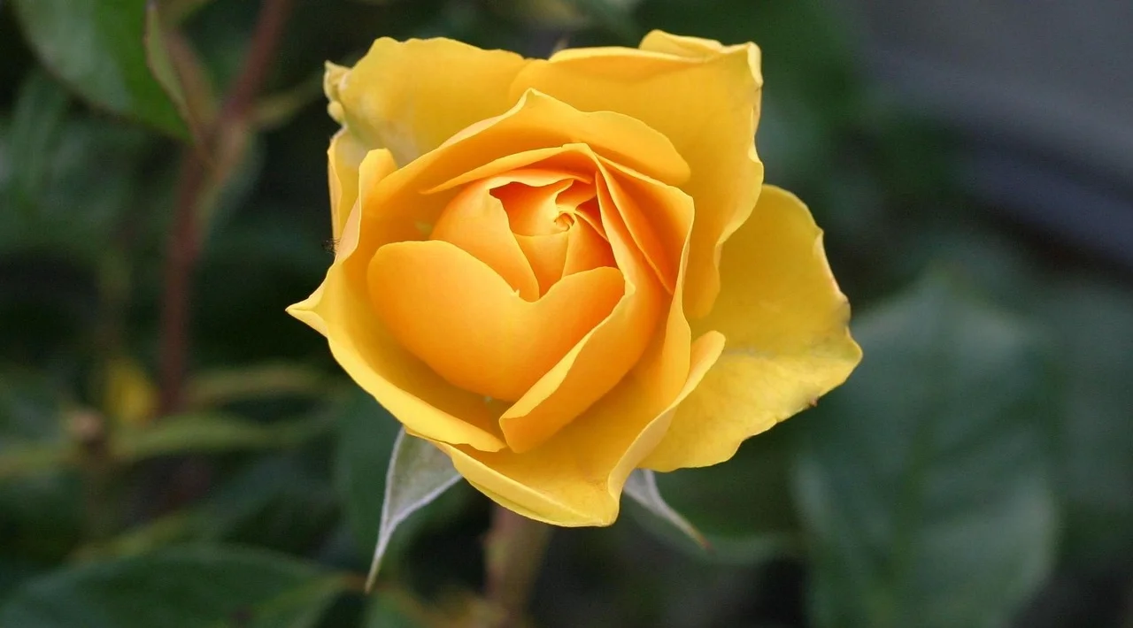 yellowing plant leaves,