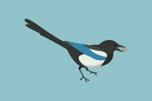 magpie symbolism, feng