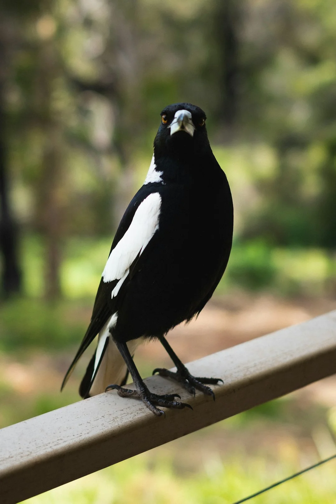 magpie good luck,