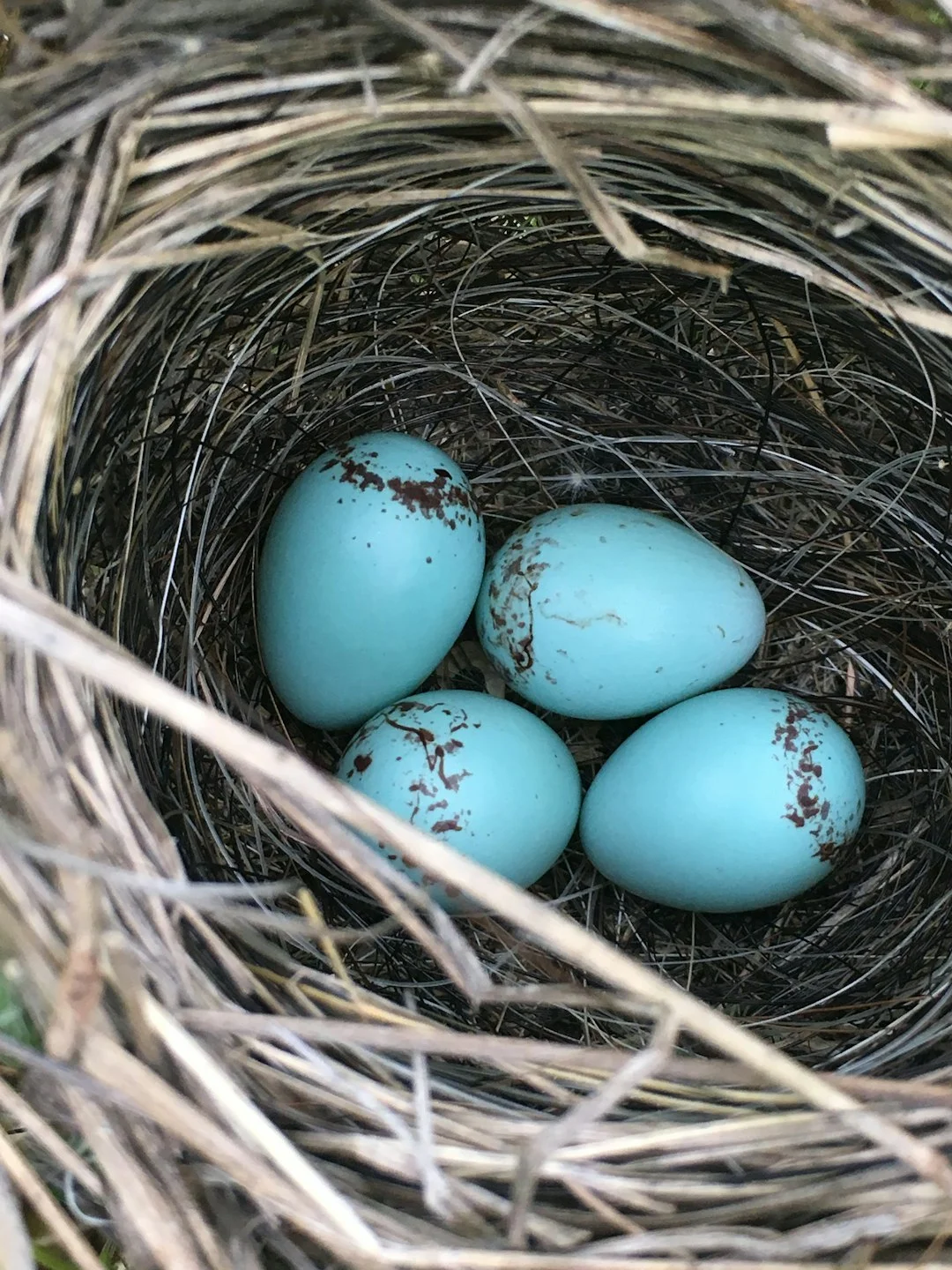 magpie nest ritual,