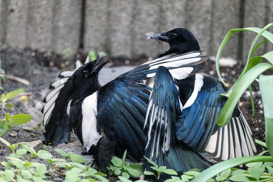 
  Magpie--Feng Shui Bird Symbols to Renew and Inspire
 – FengshuiGallary