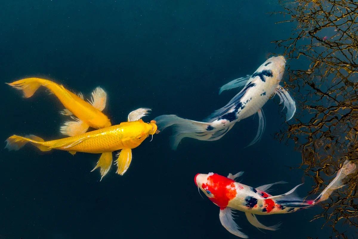 Koi fish symbolism,