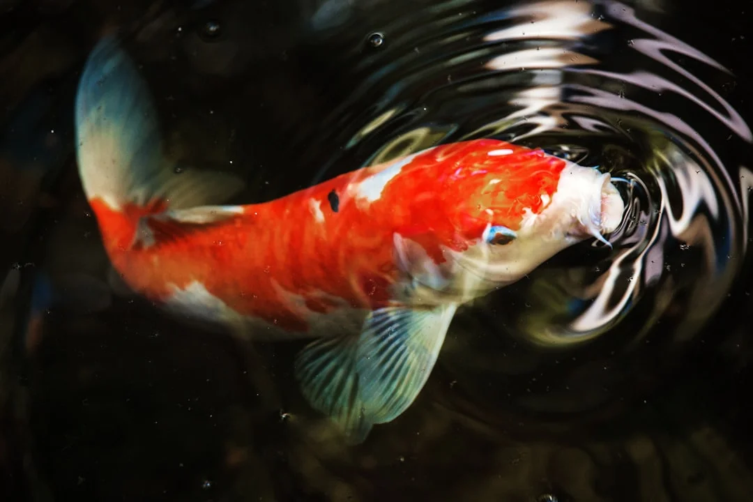 Kohaku koi, Career