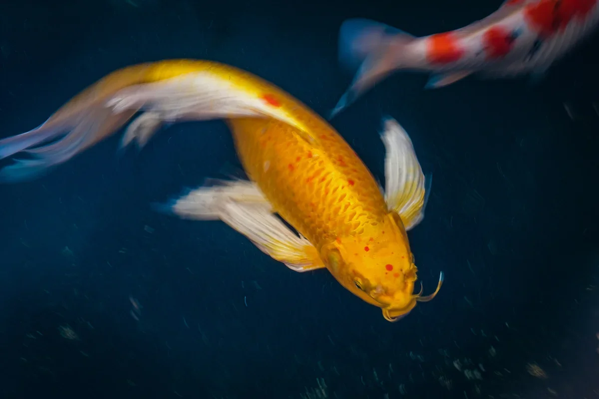Koi fish symbolism,