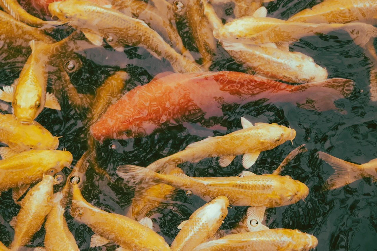 Golden koi fish,