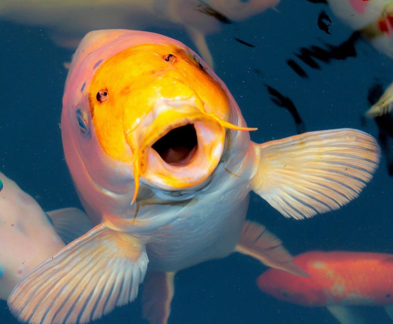 Koi fish in