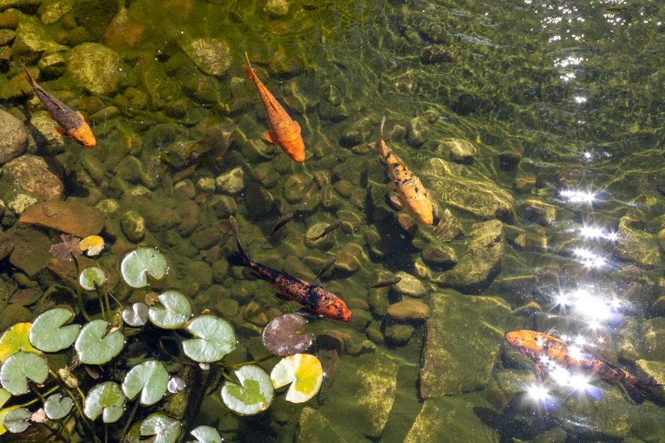 Koi harmony, Chi