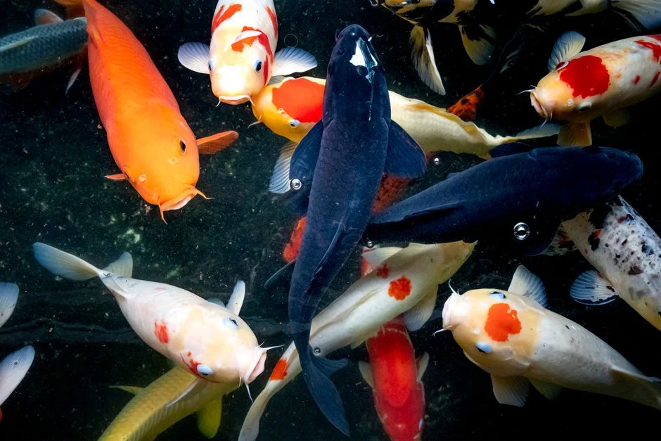 Kumonryu koi, Black