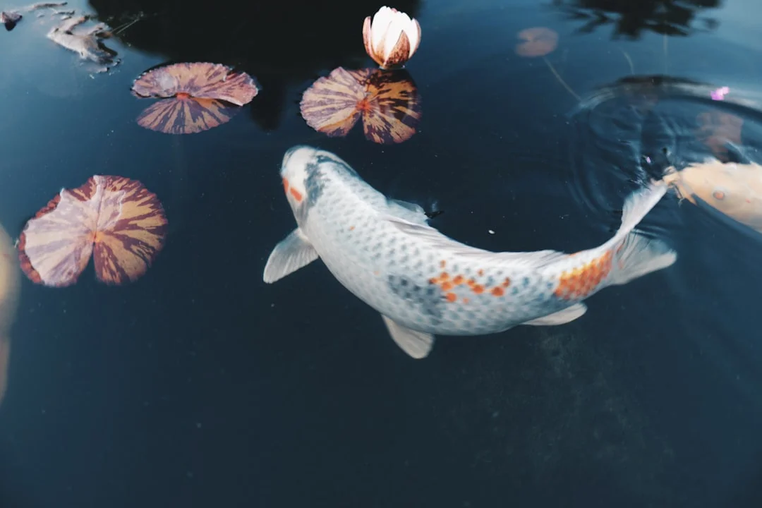 Silver koi fish,