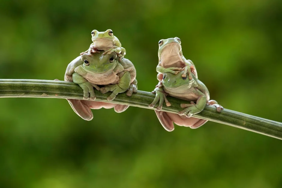 Money frog symbolism,