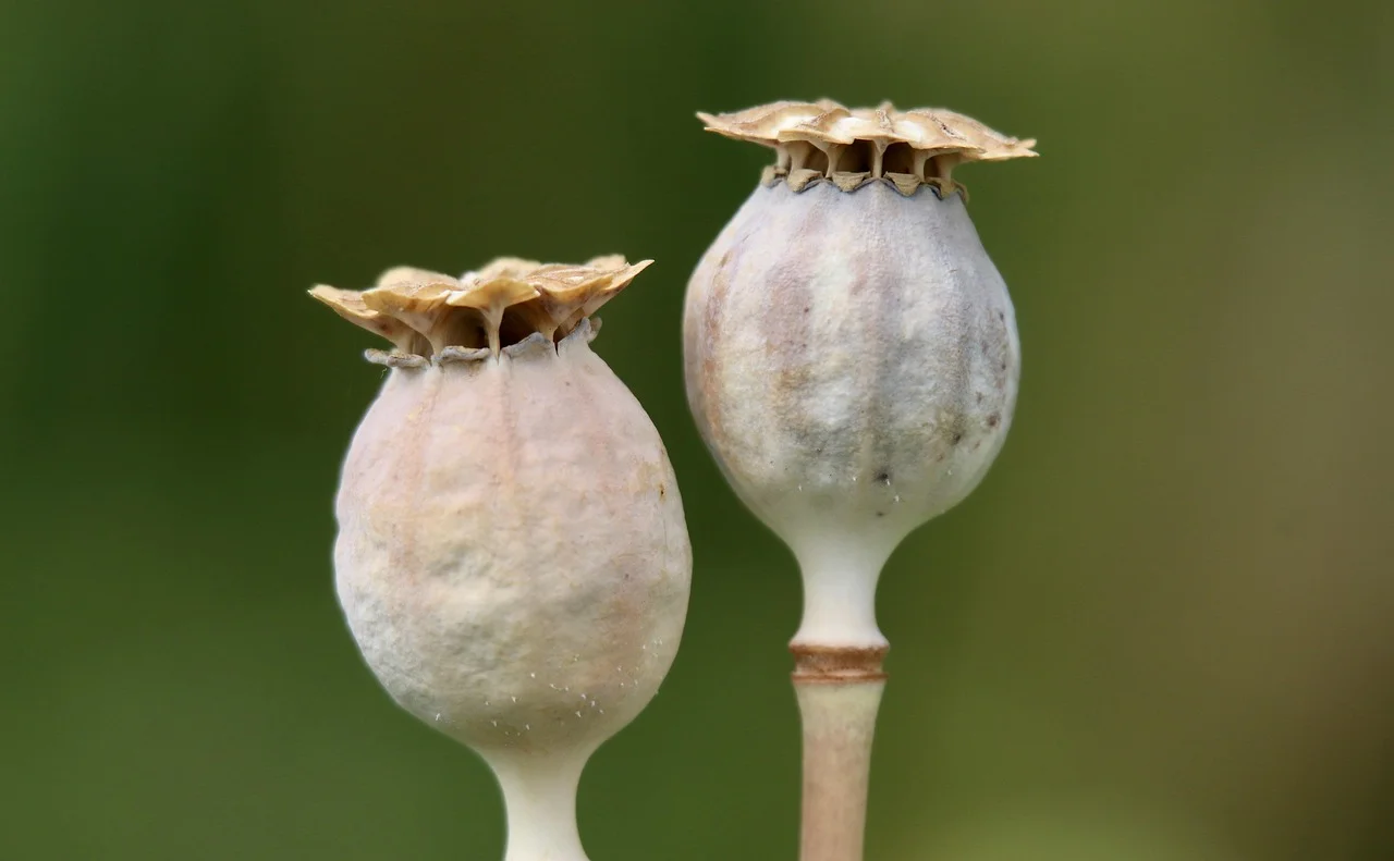 Seed of Prosperity,