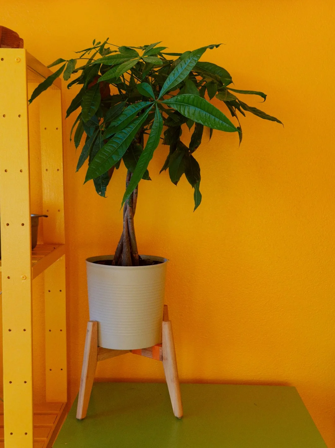 Money Tree Feng