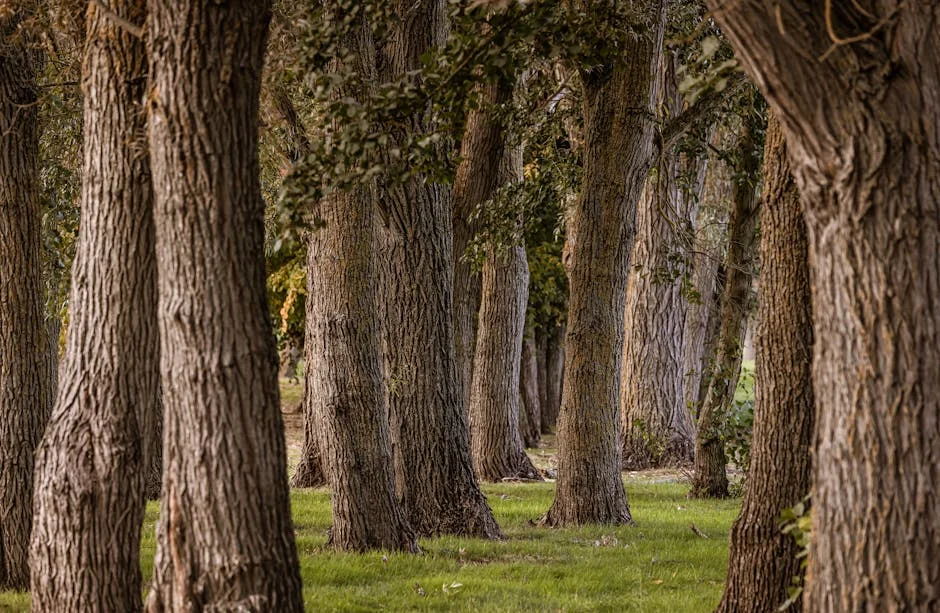 Tree Trunk Values,