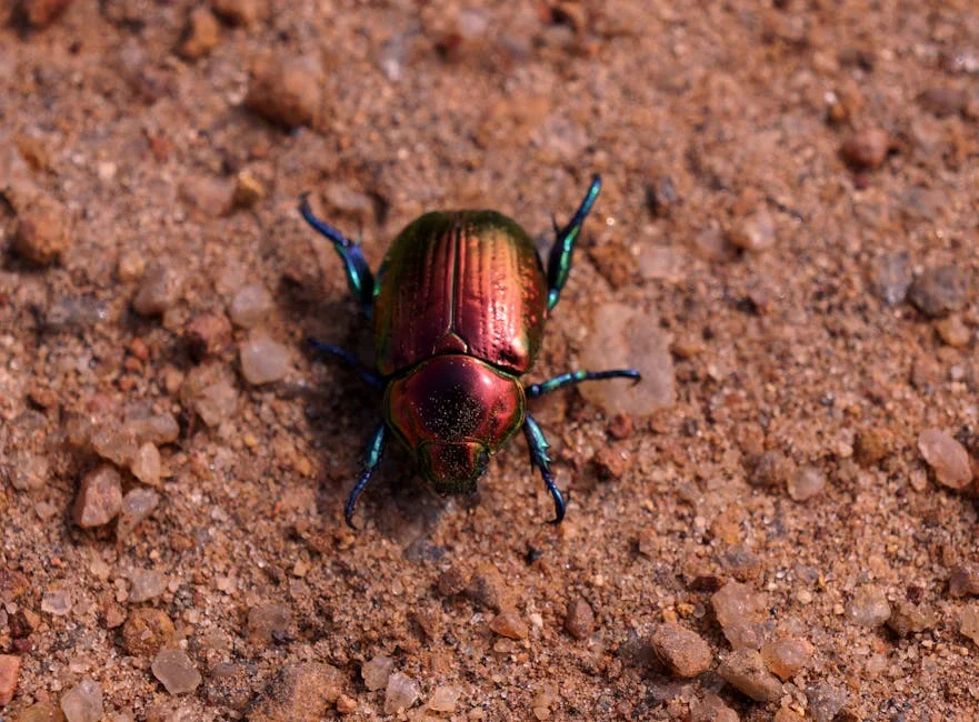Scarab beetle, Ancient