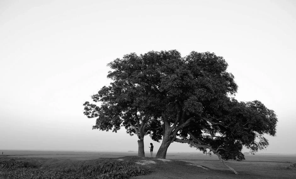 Tree of Life