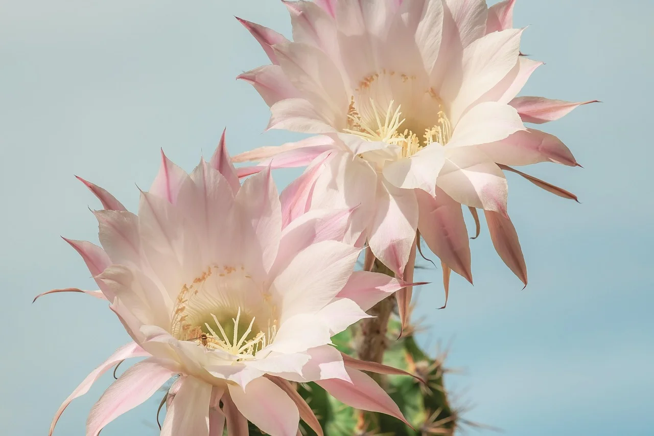 Cactus balcony feng