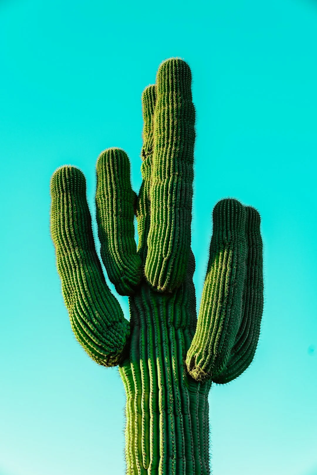 No Cactus Inside Your Space, Absolutely No?
 – FengshuiGallary