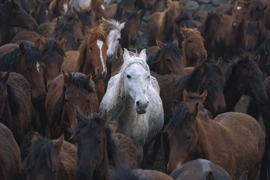 Fire Horse symbol,