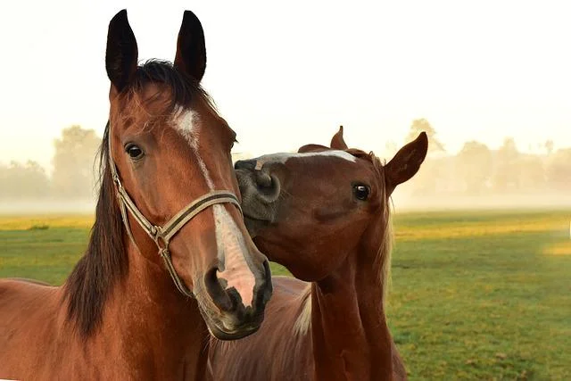 horse symbol wealth,