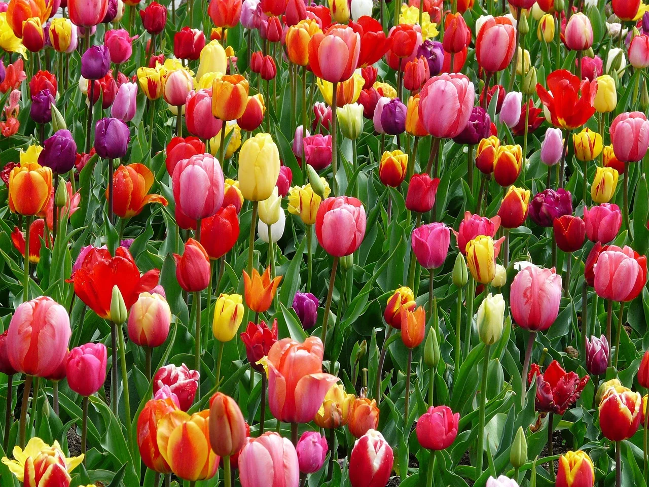 Abundance, Flourishing life,