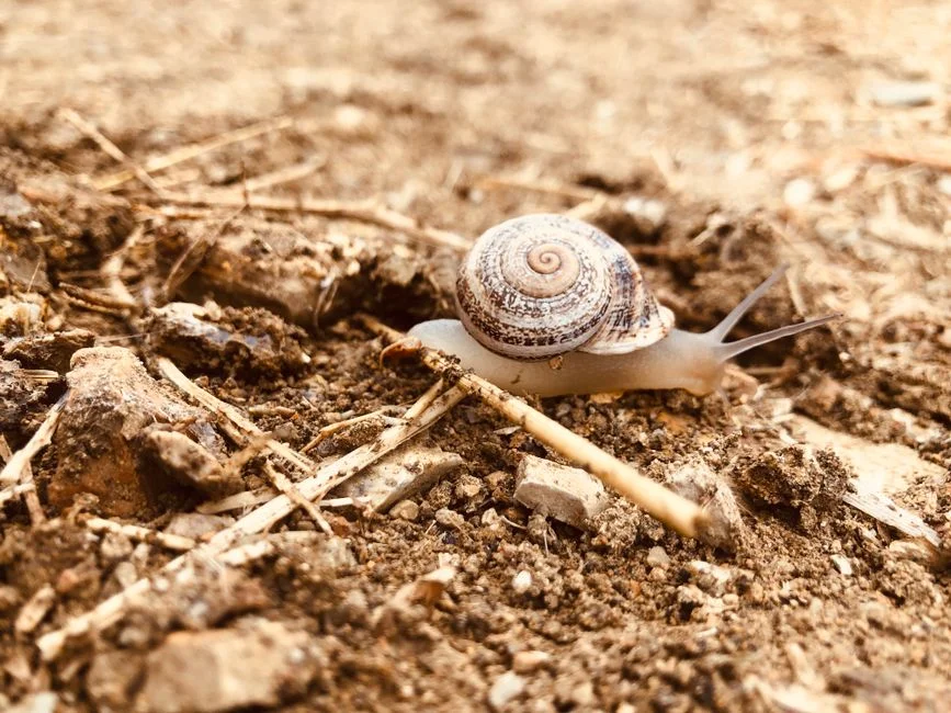 Degrowth movement, Biodiversity