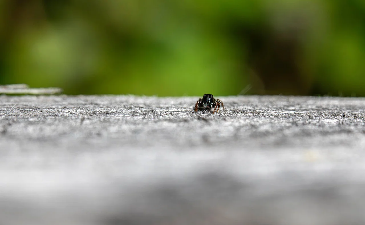 Ecological balance, Species