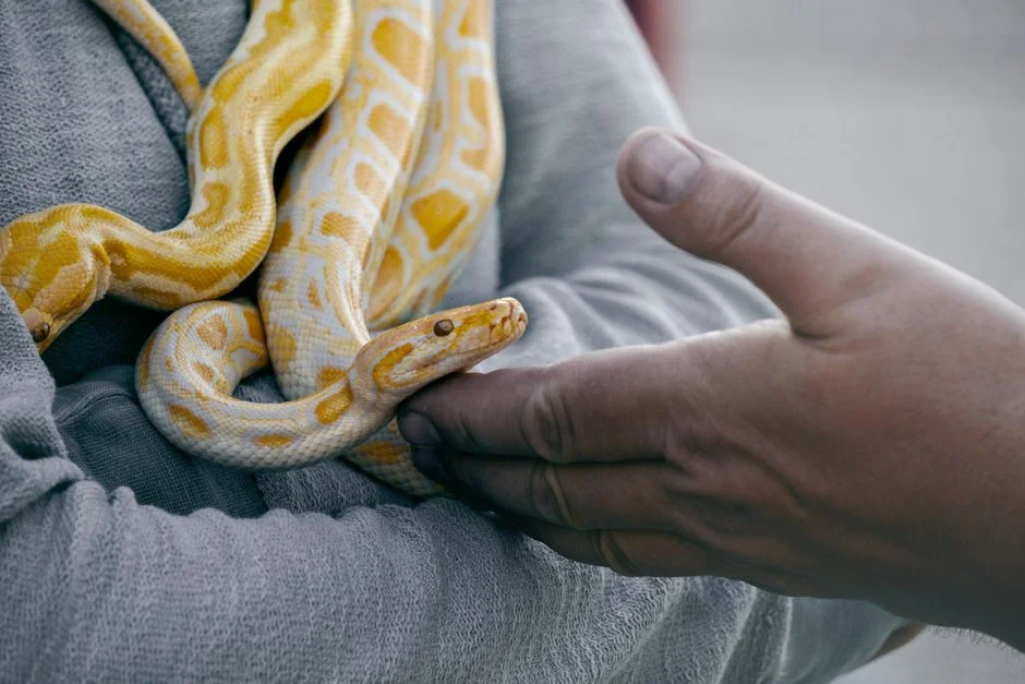 snake charm, protection