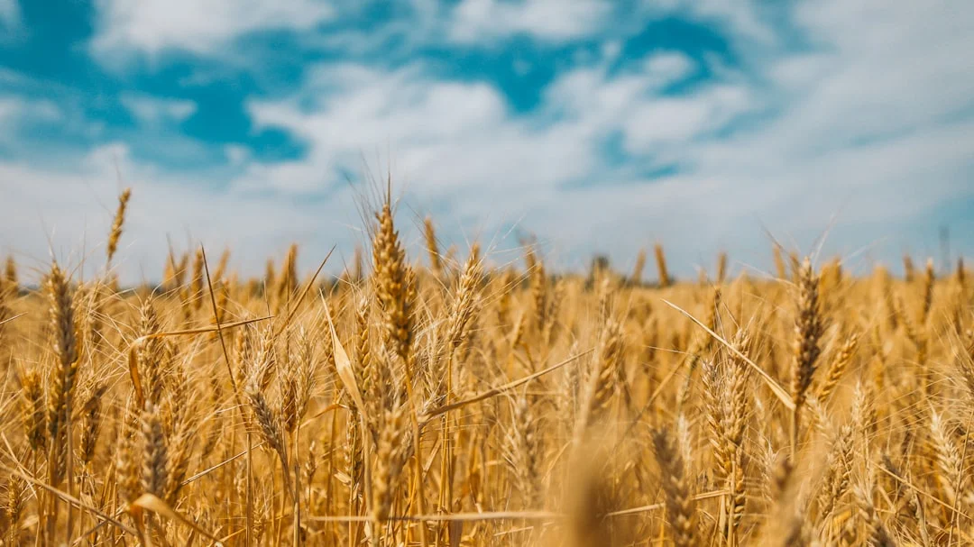 sheaf of wheat