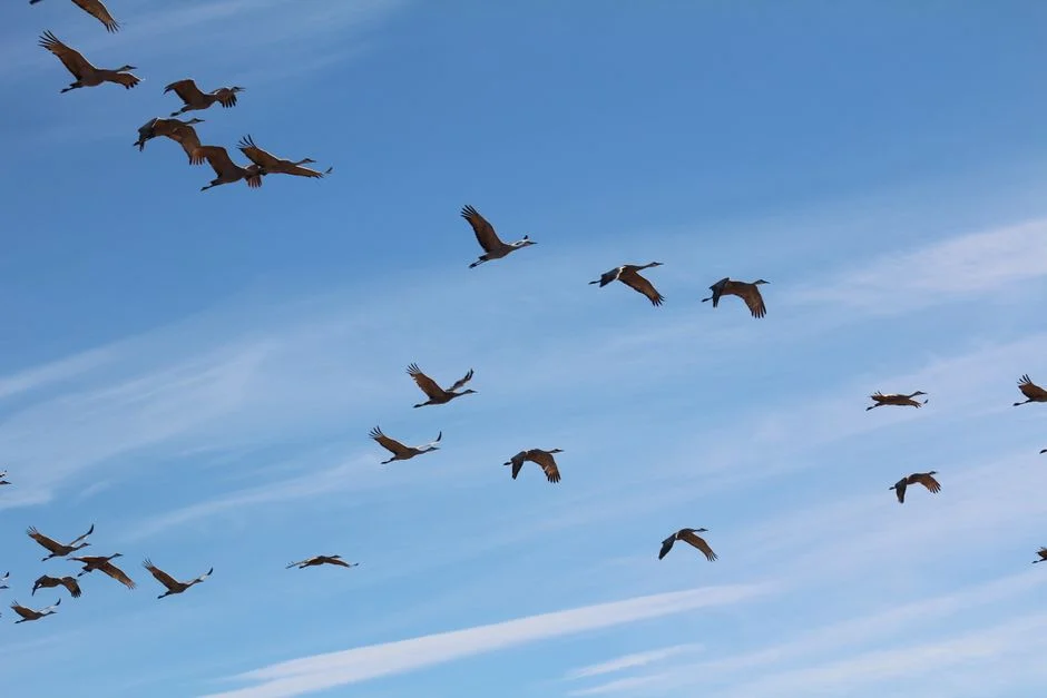 cloud pattern crane,
