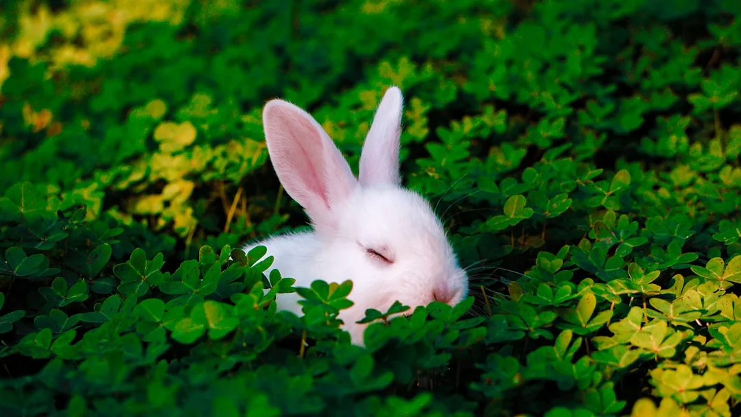 The Feng Shui Magic of the Lucky Rabbit: How to Invite Wealth and Pros
 – FengshuiGallary