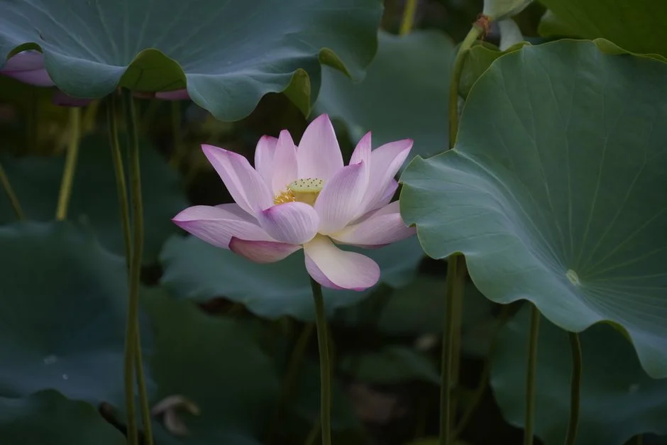 Lotus flower enlightenment,