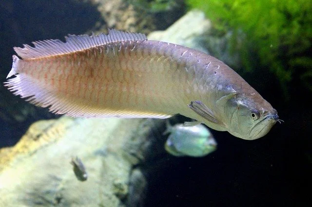 Arowana fish, golden