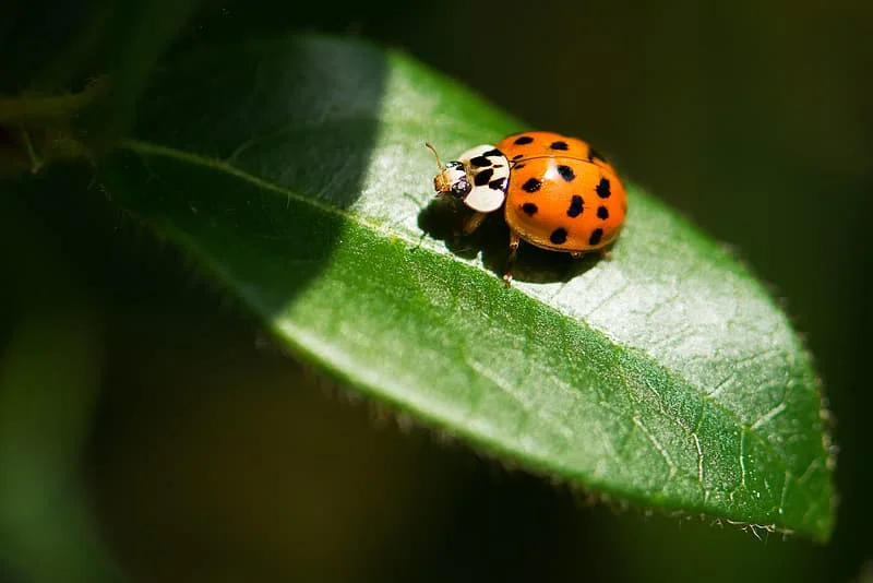 Ladybug symbol, universal