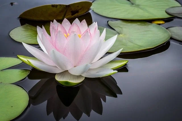 Lotus flower, Wealth