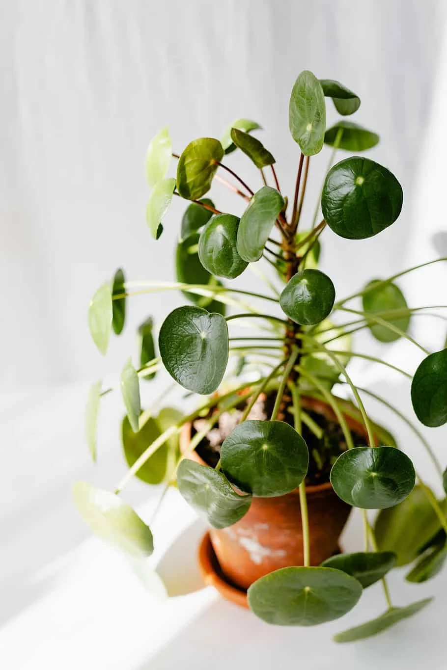 Money plant, Feng