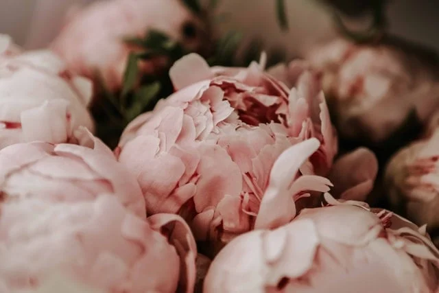 Peony flower, Symbol