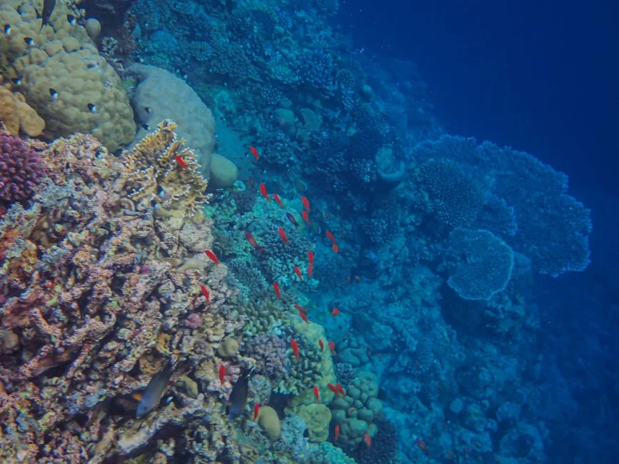 Red coral, Mars