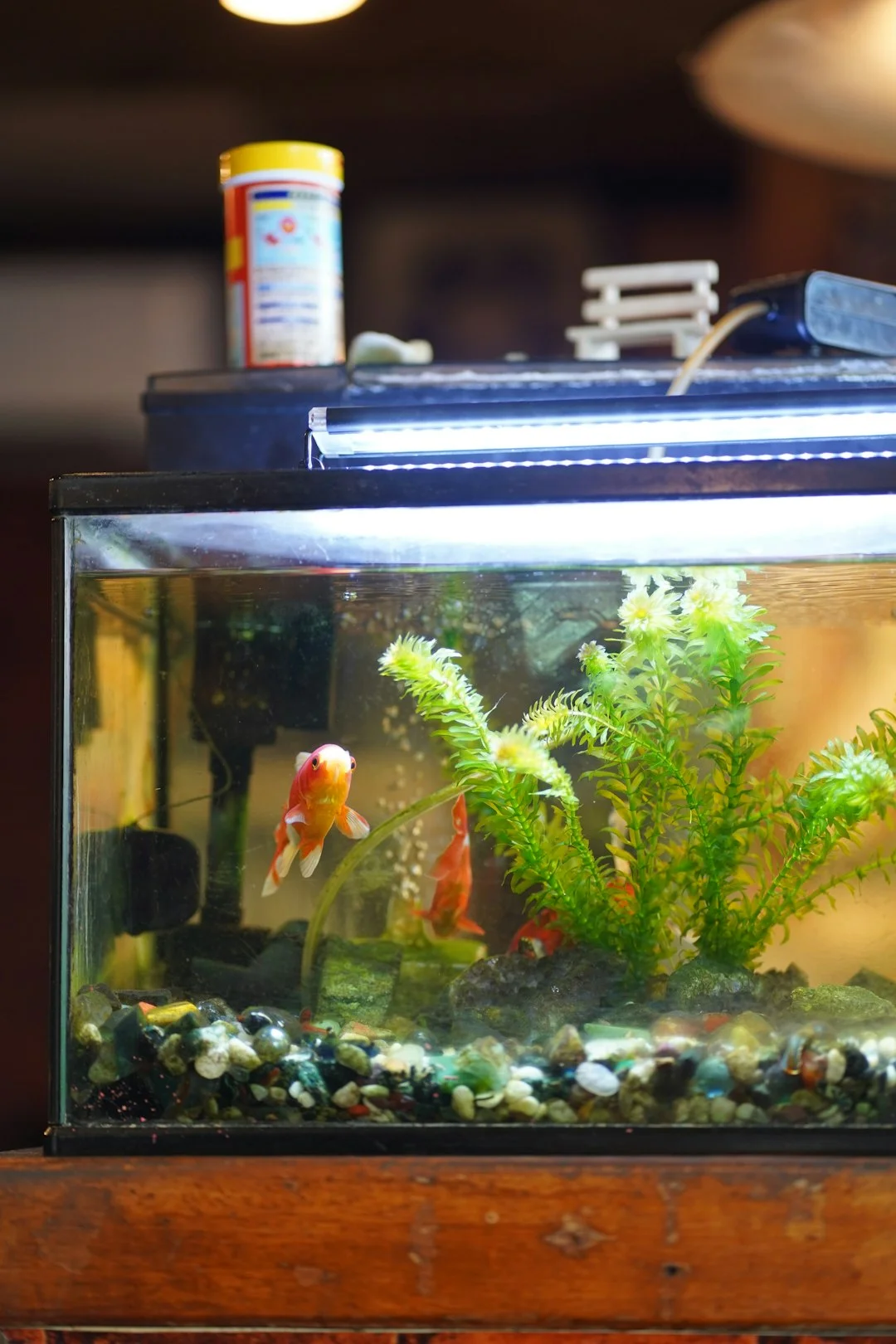 Use Koi Fish To Bring Good Luck In Feng Shui
 – FengshuiGallary