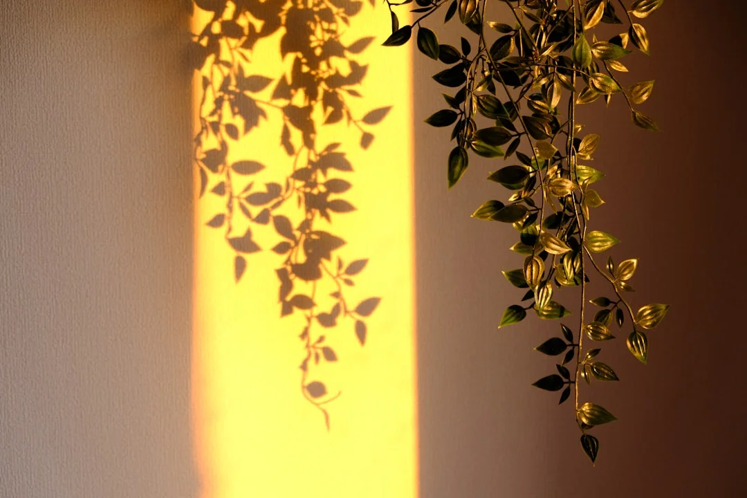 Natural light in