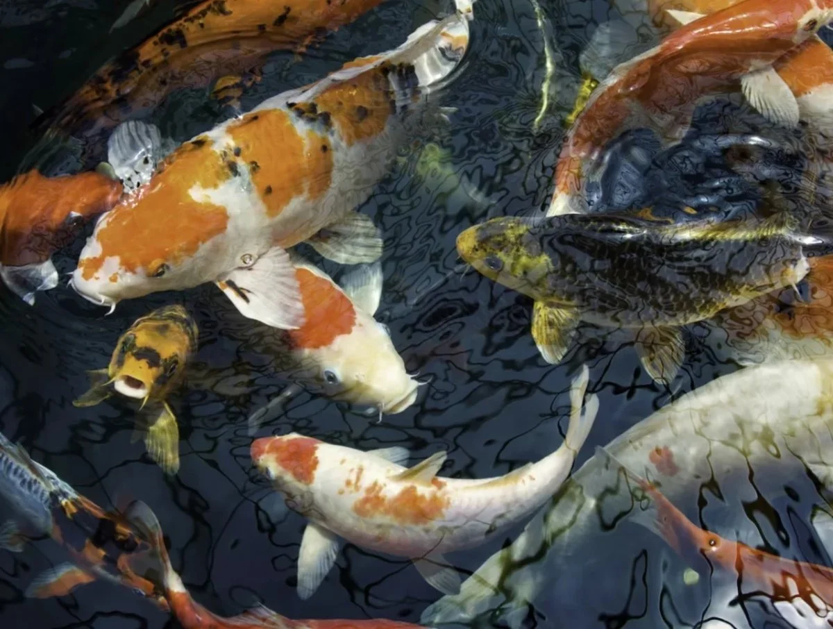 Feng Shui fish,