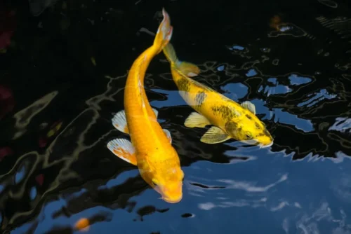 Using Koi Fish In Feng Shui for Wealth
 – FengshuiGallary
