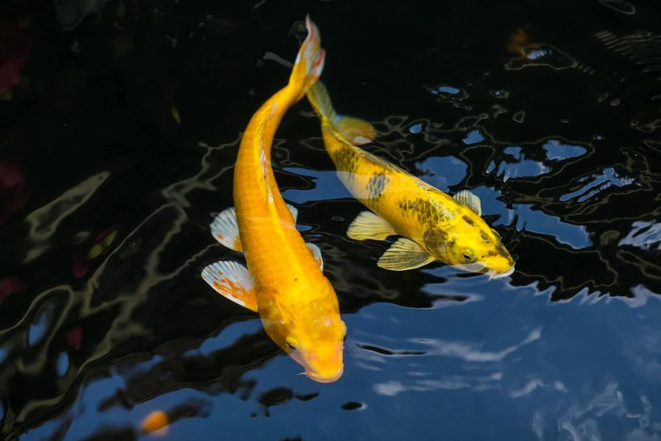 Using Koi Fish In Feng Shui for Wealth
– FengshuiGallary