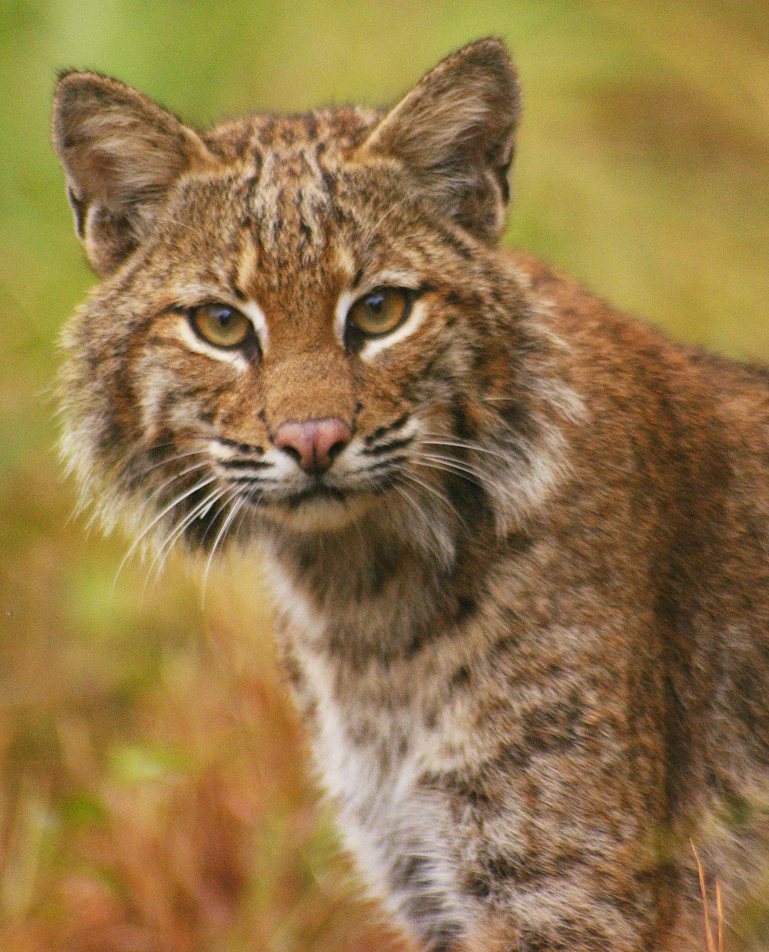 Bobcat dream meaning,