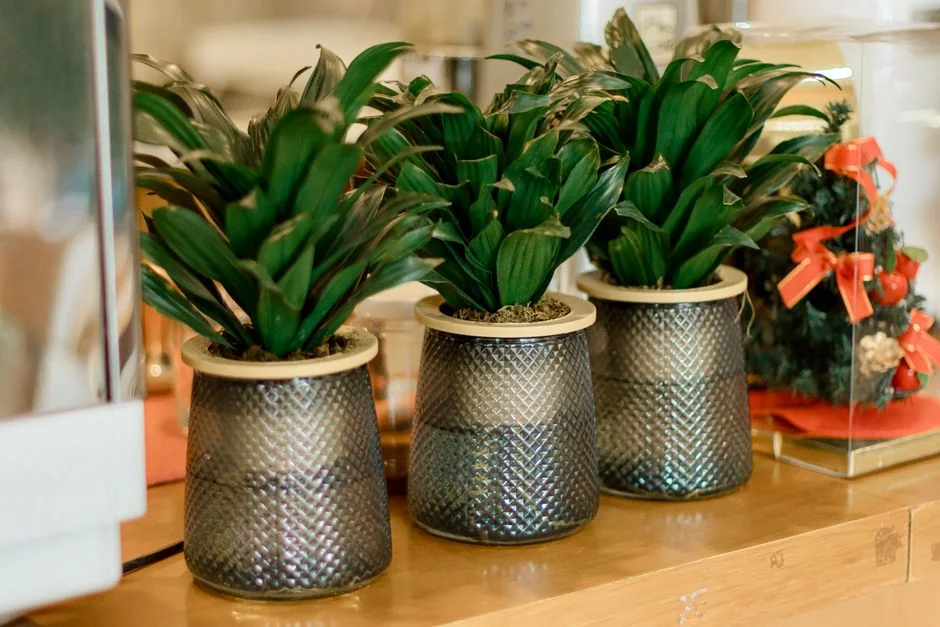 healthy indoor plants