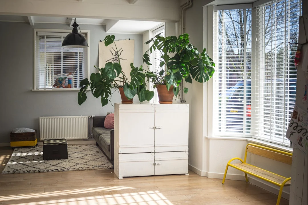 caring for indoor