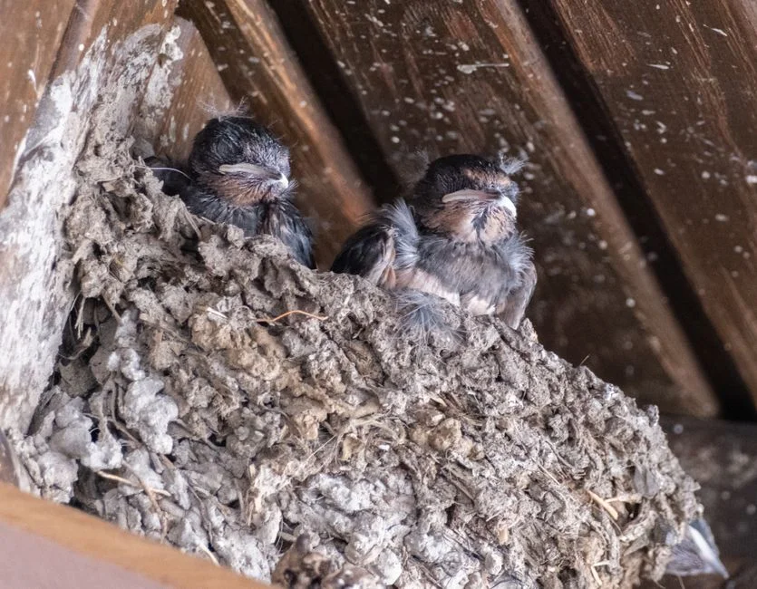 Swallow nest, good