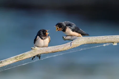 What Animals Entering Your Home May Mean Your Luck Is About to Change
 – FengshuiGallary