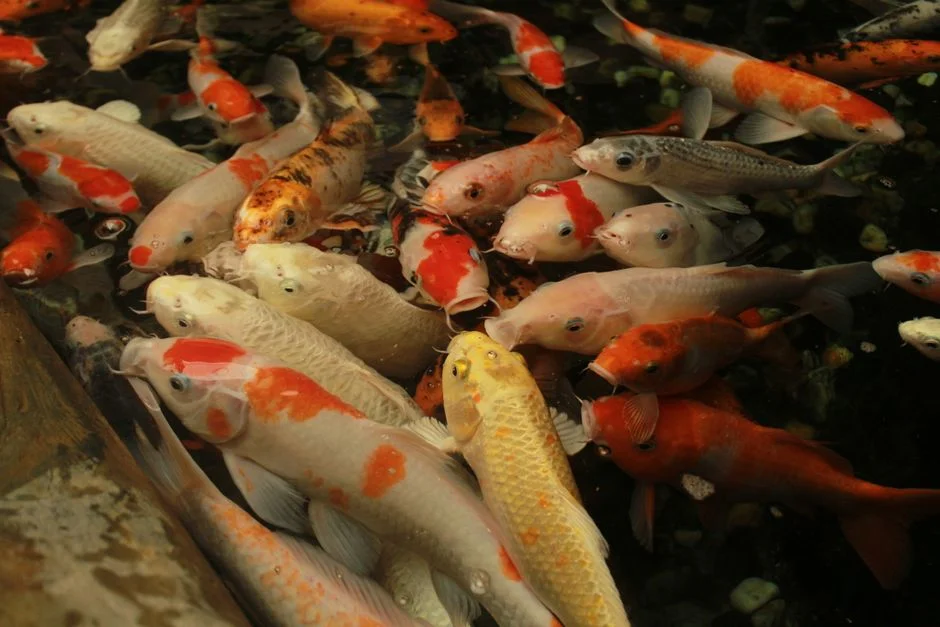 Koi breeding, Japanese